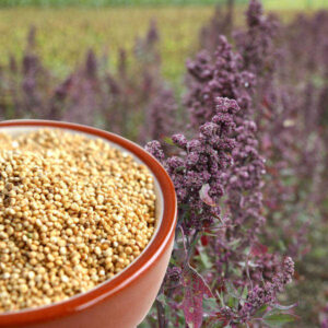 Quinoa issu de l'agriculture biologique