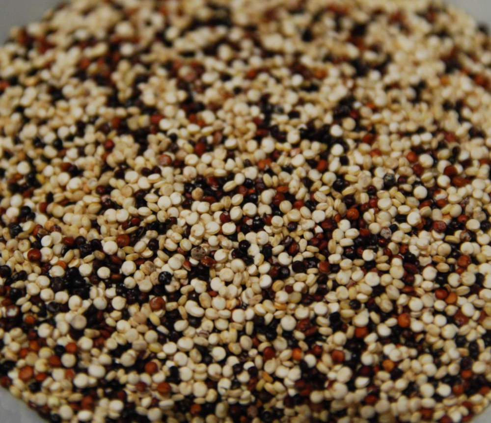 Quinoa tricolor